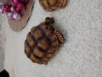 2 sulcata landschildpadden te koop, Dieren en Toebehoren, Reptielen en Amfibieën, Schildpad, Tam, 0 tot 2 jaar