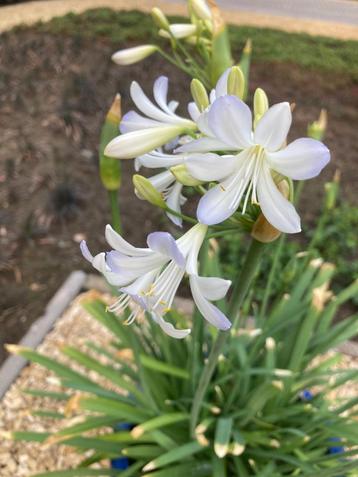 Agapanthus wit of blauw(komen nu bloemen in!!)