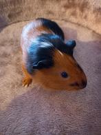 3 kleurig jong Cavia mannetje, Dieren en Toebehoren, Cavia, Mannelijk, Tam, Oktober