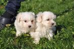 Maltezer pups, Maltezer, 8 tot 15 weken, Buitenland, CDV (hondenziekte)