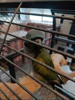 Derbyan papegaai praat, Dieren en Toebehoren