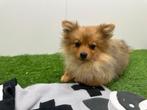 Dwergkeeshond puberpups, België, Keeshond, 15 weken tot 1 jaar, CDV (hondenziekte)
