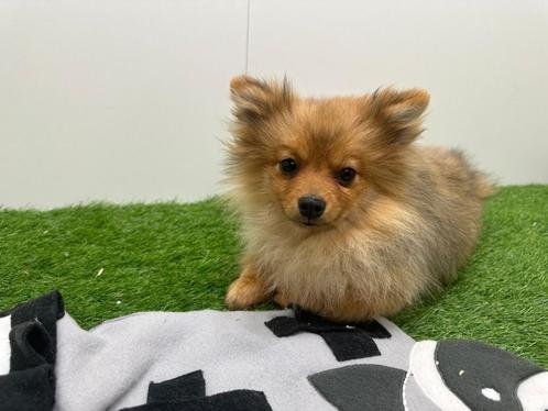 Dwergkeeshond puberpups, Dieren en Toebehoren, Honden | Poolhonden, Keeshonden en Oertypen, Meerdere dieren, Keeshond, Fokker | Professioneel