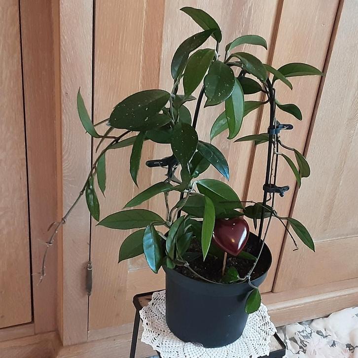 Cadeautip Valentijnsdag Prachtige klimplant Wasbloem, Huis en Inrichting, Kamerplanten, In pot, Ophalen of Verzenden