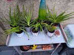 Aloe Vera, 7 planten., Ophalen