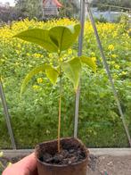 Lychee, Ophalen, In pot