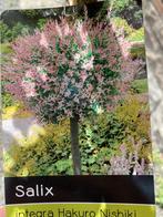 Salix hakuro op stam, Jardin & Terrasse, Enlèvement ou Envoi