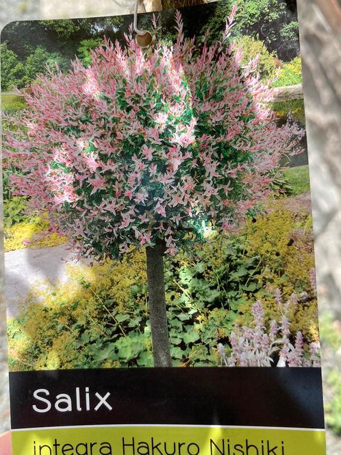 Salix hakuro op stam, Jardin & Terrasse, Plantes | Jardin, Enlèvement ou Envoi