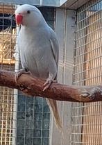 Halsbandparkiet, Dieren en Toebehoren, Vogels | Parkieten en Papegaaien, Vrouwelijk, Parkiet, Geringd