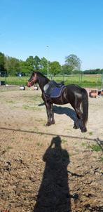 D-pony, Dieren en Toebehoren, Hengst