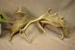 Taxidermie - Geweistangen damhert, Verzamelen, Dierenverzamelingen, Ophalen of Verzenden, Gebruikt, Hert, Gewei of Kop