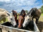 Begeleiding voor drachtige merries beschikbaar, Dieren en Toebehoren, Stalling en Weidegang, Weidegang, 4 paarden of pony's of meer