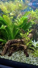 Kleine Aquarium, 60cm b  40cm h 30cm d de kleur is wit, Dieren en Toebehoren, Ophalen, Zo goed als nieuw