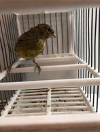 kanaries, Ophalen, Nieuw, Overige typen