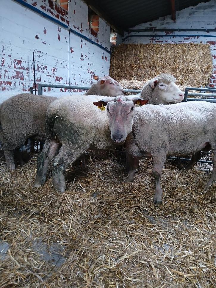 Charollais en poll dorset ram, Dieren en Toebehoren, Schapen, Geiten en Varkens, Schaap, Mannelijk