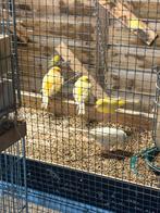 Nog een 7 tal kanaries
