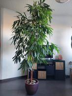 Ficus met pot 230 cm, Ophalen, Ficus
