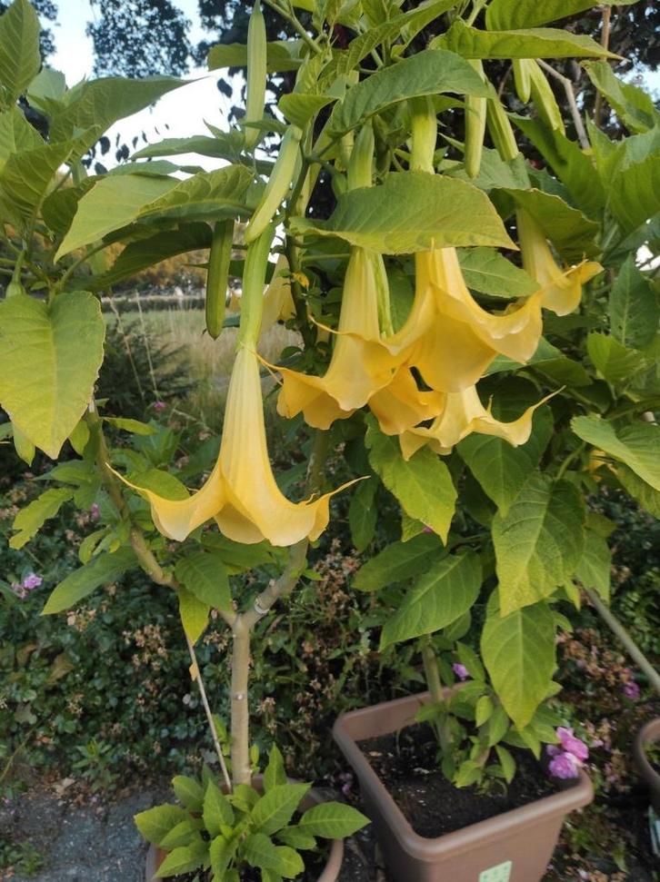 Brugmansia, Tuin en Terras, Planten | Tuinplanten, Ophalen