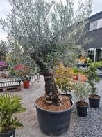 Olijfboom Olea Europaea, Tuin en Terras, Planten | Bomen, Ophalen, Olijfboom