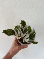 Calathea white fusion, Huis en Inrichting, Kamerplanten, Ophalen of Verzenden