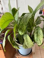 Groene plant, Huis en Inrichting, Kamerplanten, Ophalen, 100 tot 150 cm, Overige soorten, Halfschaduw