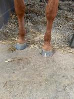 Bekappen van paarden, Dieren en Toebehoren, Stalling en Weidegang