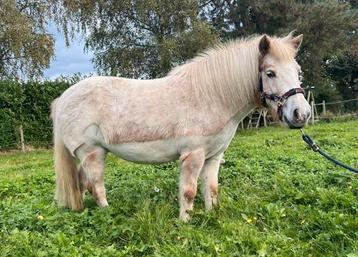 Paarden scheren met passie en prijzen op maat beschikbaar voor biedingen