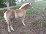 haflinger, Vermifugé, M, Moins de 160 cm, Cheval d'attelage