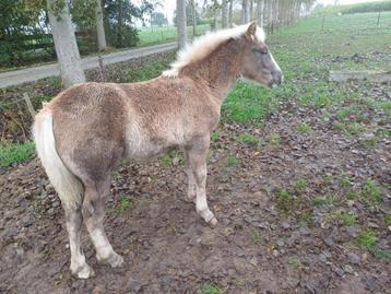 haflinger disponible aux enchères