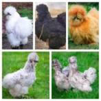handtamme zijdehoenders aan de leg begonnen ACTIE 4+1 GRATIS, Dieren en Toebehoren, Vrouwelijk, Kip