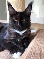 Prachtige Maine Coon kittens met stamboom!, Dieren en Toebehoren, Meerdere dieren, Gechipt, 0 tot 2 jaar