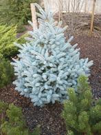 Gratis: kerstboom, Tuin en Terras, Planten | Bomen, Ophalen, Overige soorten, 100 tot 250 cm