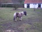 Weide/paddock gezocht voor Shetlandpony, Dieren en Toebehoren, Stalling en Weidegang, Weidegang, 1 paard of pony