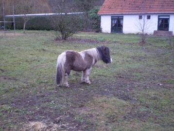 Weide/paddock gezocht voor Shetlandpony, Mise à l'étable, 1 cheval ou poney