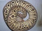 Spotnose hurricane pastel clown vrouw, Dieren en Toebehoren, Reptielen en Amfibieën, Slang, 0 tot 2 jaar