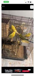 Parkieten/vogels, Dieren en Toebehoren, Vogels | Kanaries