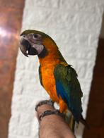 Catalina ara man 2025 handtam, Mannelijk, Papegaai, Geringd