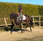 Jument de dressage de 13 ans, Jument, M
