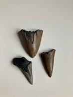 1 megalodon tand en twee haaientanden, Verzamelen, Mineralen en Fossielen, Ophalen