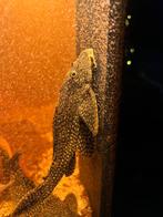 Pterygoplichthys gibbiceps - Zeilvin Pleco 15 cm, Vis, Zoetwatervis