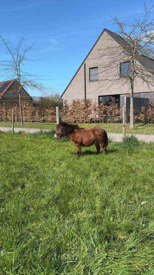 hengstje van 11 maanden, Dieren en Toebehoren, Pony's, Hengst, Niet van toepassing, A pony (tot 1.17m), Recreatiepony, 0 tot 2 jaar