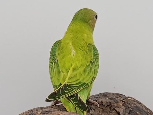 Pruimkop parkieten 2025, Dieren en Toebehoren, Vogels | Parkieten en Papegaaien