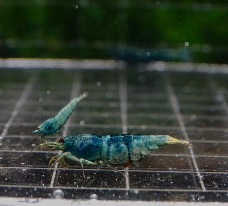 Bleu Bolts, Dieren en Toebehoren, Vissen | Aquariumvissen