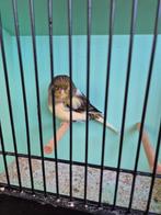 Glosters beschikbaar, Plusieurs animaux, Canari de posture