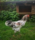 Easter Egger haan, Dieren en Toebehoren, Pluimvee