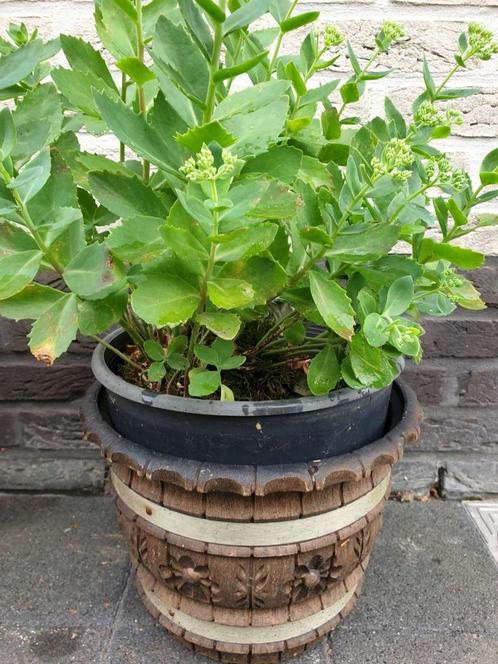 1x bruine plastiek vorstbestendige bloempot H 23 x diam 29cm, Tuin en Terras, Bloempotten, Binnen, Ophalen of Verzenden