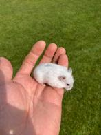 Dwerghamsters, Dieren en Toebehoren, Hamster, Juli, Meerdere dieren, Tam