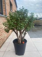 Crassula 180 met pot, volwassen Jadeplant, Ophalen, Halfschaduw, In pot, 150 tot 200 cm