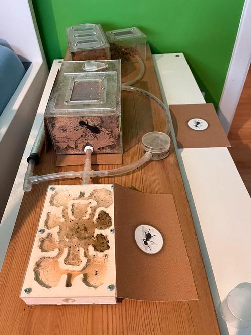 Mierenboerderij met kolonie, Dieren en Toebehoren, Insecten en Spinnen, Mieren