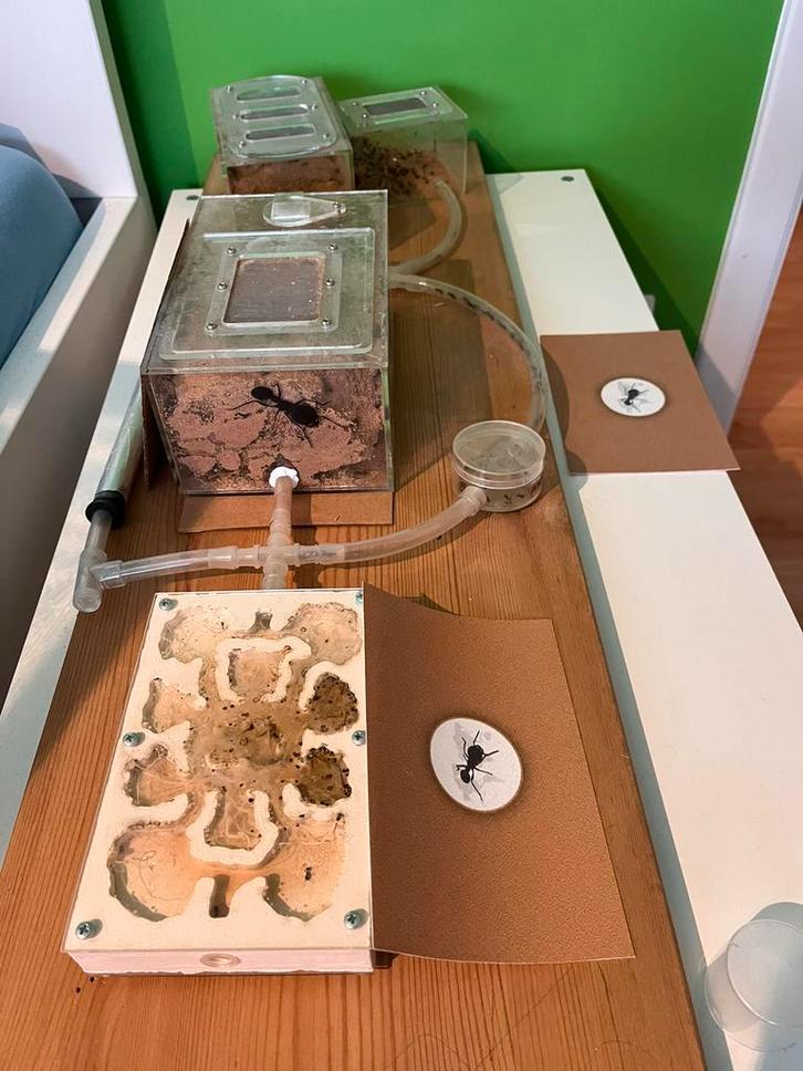 Mierenboerderij met kolonie, Dieren en Toebehoren, Insecten en Spinnen, Mieren